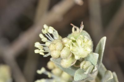 Croton argentinus, photographed by aacocucci