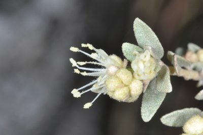 Croton argentinus, photographed by aacocucci