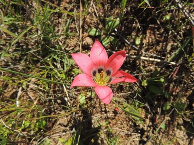 Romulea obscura, photographed by Jacques van der Merwe