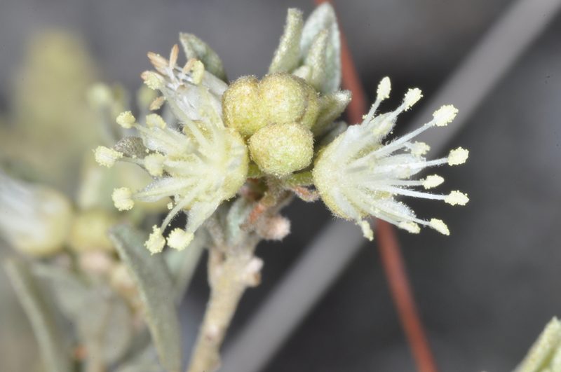 Croton argentinus, photographed by aacocucci