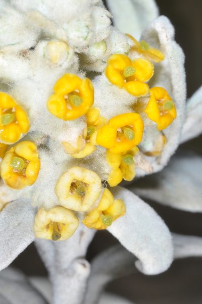 Buddleja cordobensis, photographed by aacocucci