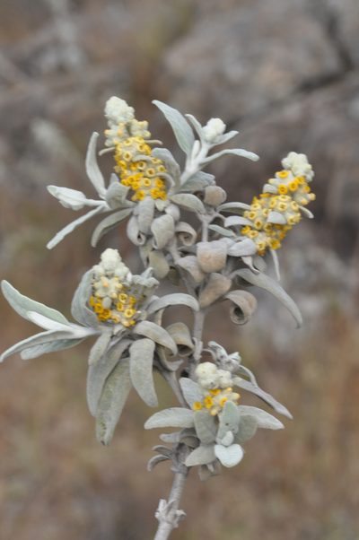 Buddleja cordobensis, photographed by aacocucci