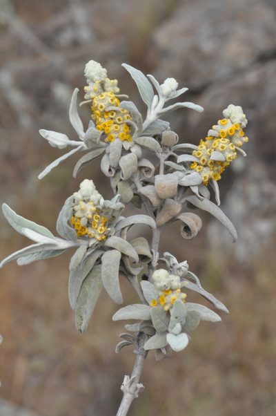 Buddleja cordobensis, photographed by aacocucci