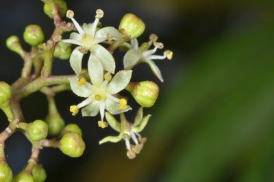 Zanthoxylum coco, photographed by aacocucci