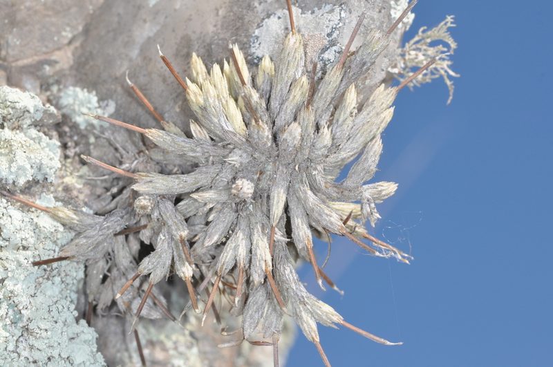 Tillandsia minutiflora, photographed by aacocucci