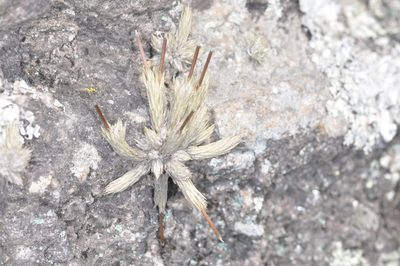 Tillandsia minutiflora, photographed by aacocucci