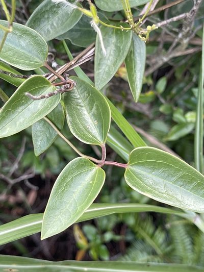 Clematis meyeniana, photographed by Yj