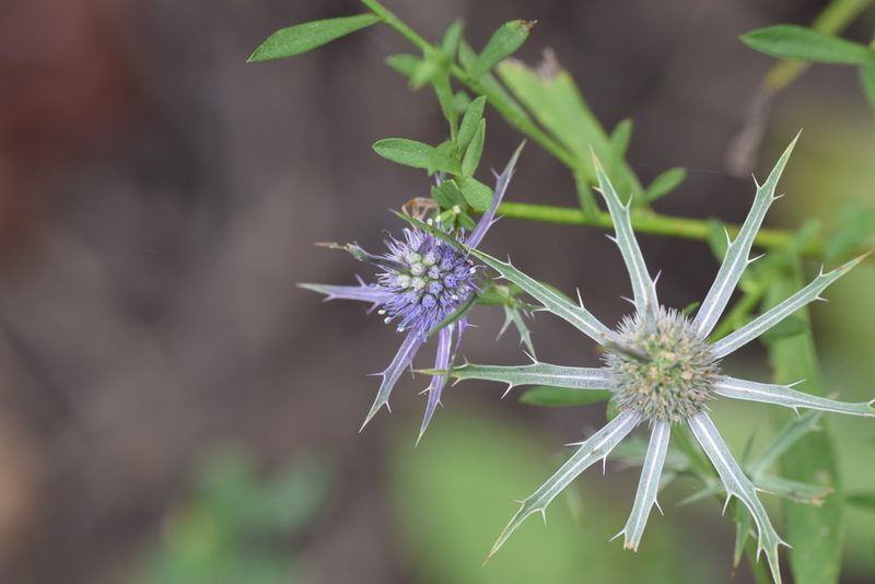 Eryngium hookeri, photographed by Blake Bringhurst