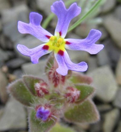 Zaluzianskya minima, photographed by douglaseustonbrown
