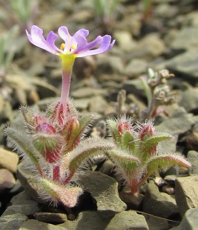 Zaluzianskya minima, photographed by douglaseustonbrown