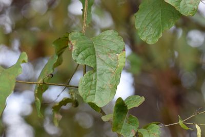 Brunnichia ovata, photographed by Blake Bringhurst