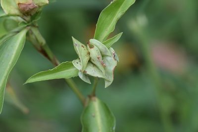 Commelina virginica, photographed by Blake Bringhurst