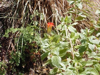 Erythranthe verbenacea, photographed by Steve Woodward
