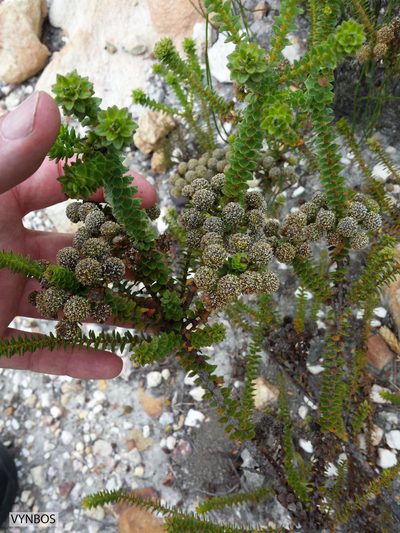 Berzelia cordifolia, photographed by Chris Vynbos