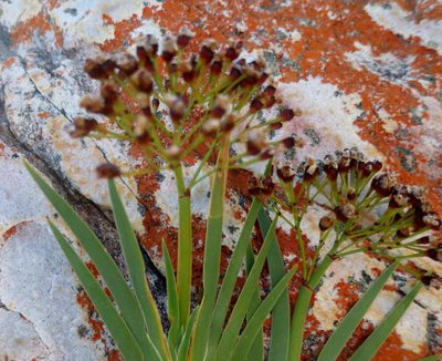Nivenia parviflora, photographed by Di Turner