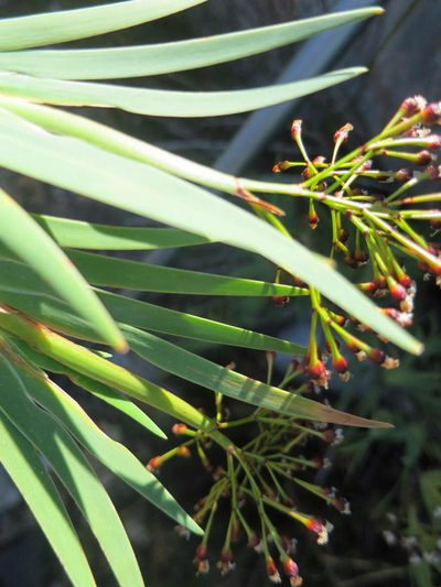 Nivenia parviflora, photographed by Di Turner