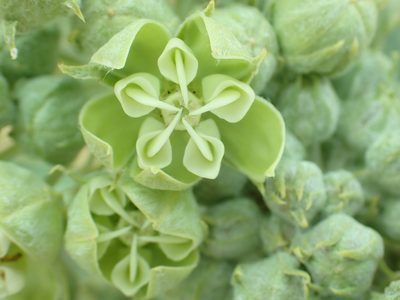 Asclepias erosa, photographed by Steve Woodward