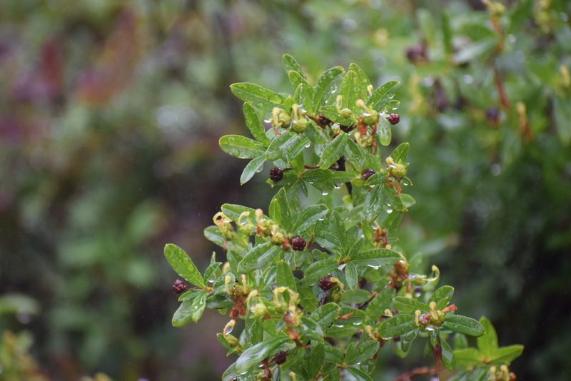 Elliottia pyroliflora, photographed by Syd Cannings
