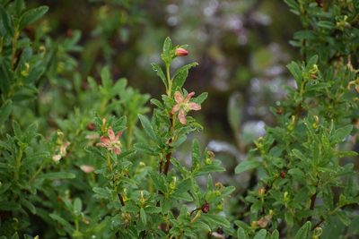 Elliottia pyroliflora, photographed by Syd Cannings