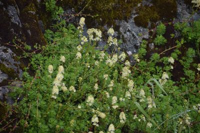 Luetkea pectinata, photographed by Syd Cannings