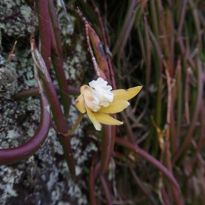 Dendrobium striolatum, photographed by Cowirrie