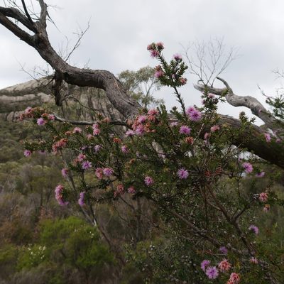 Melaleuca squamea, photographed by Cowirrie