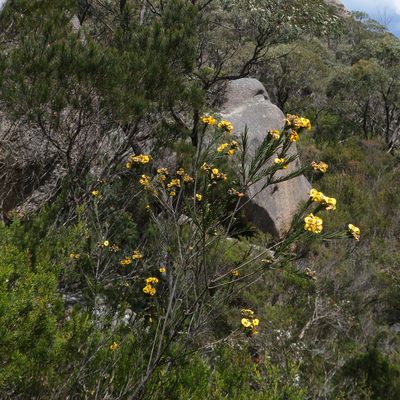 Dillwynia glaberrima, photographed by Cowirrie
