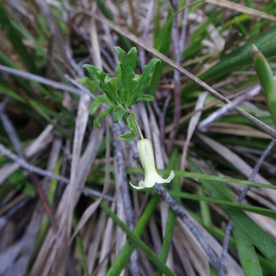 Billardiera mutabilis, photographed by Cowirrie