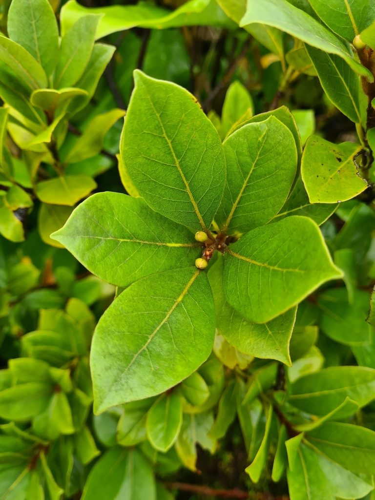 Laurus azorica, photographed by Jacek Pietruszewski