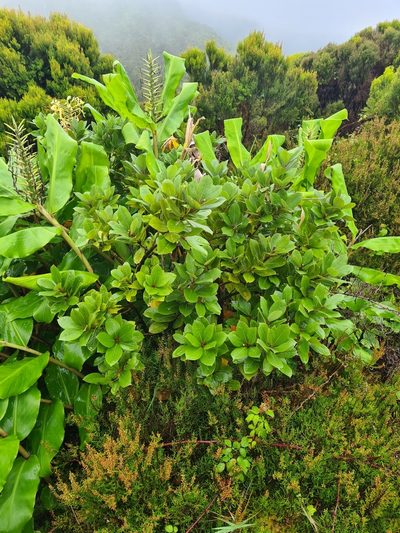 Laurus azorica, photographed by Jacek Pietruszewski