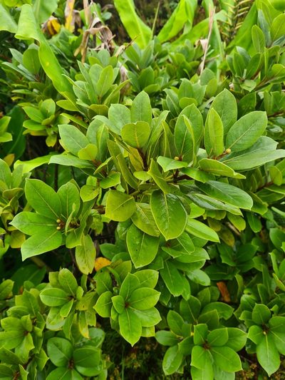 Laurus azorica, photographed by Jacek Pietruszewski