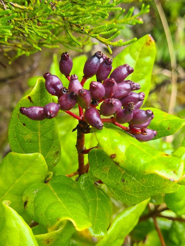 Viburnum treleasei, photographed by Jacek Pietruszewski
