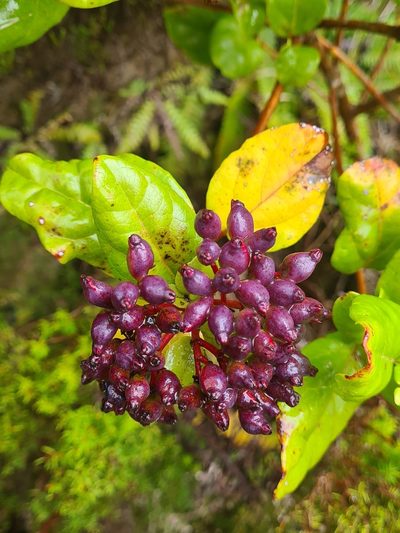 Viburnum treleasei, photographed by Jacek Pietruszewski