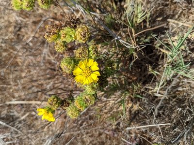 Deinandra corymbosa, photographed by Alexandre Passos
