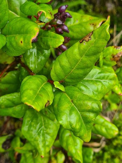 Viburnum treleasei, photographed by Jacek Pietruszewski