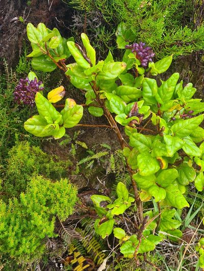 Viburnum treleasei, photographed by Jacek Pietruszewski