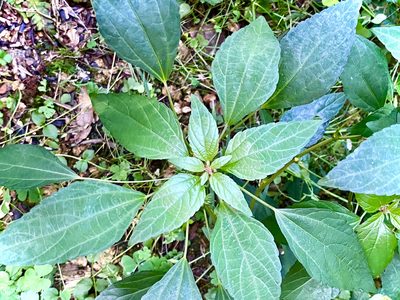Acalypha rhomboidea, photographed by Anne