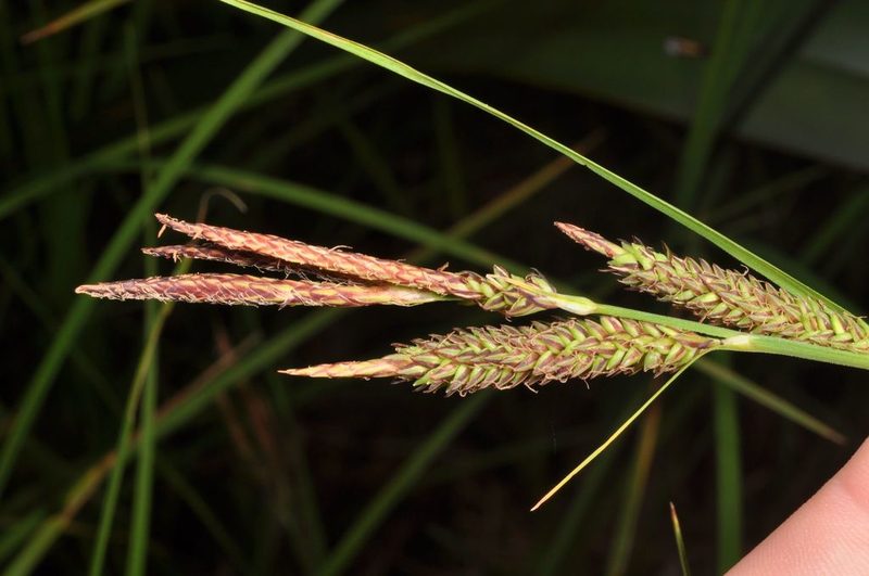Carex gaudichaudiana, photographed by Pieter Pelser