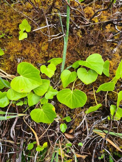 Hedera azorica, photographed by Jacek Pietruszewski