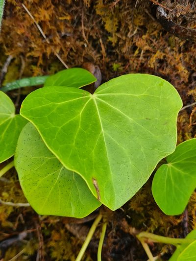Hedera azorica, photographed by Jacek Pietruszewski