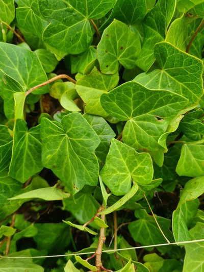 Hedera azorica, photographed by Jacek Pietruszewski