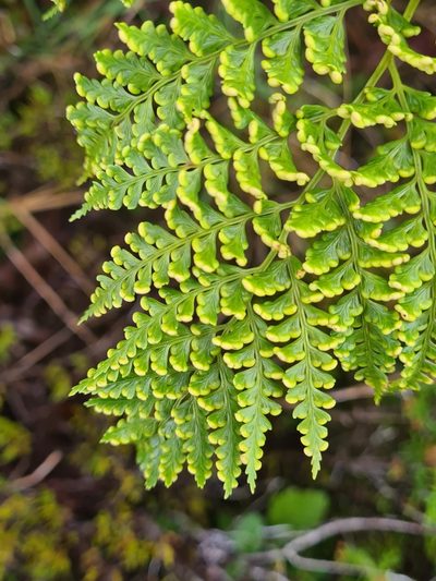 Culcita macrocarpa, photographed by Jacek Pietruszewski