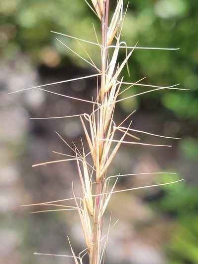 Aristida beyrichiana, photographed by Jay Horn