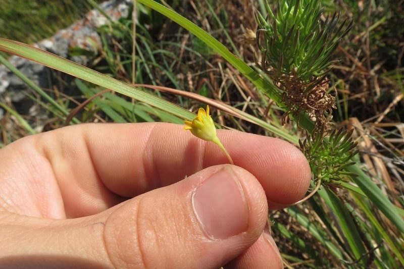 Euryops leiocarpus, photographed by Brian du Preez