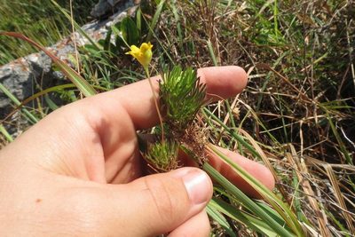 Euryops leiocarpus, photographed by Brian du Preez