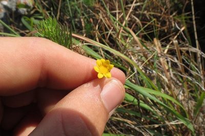 Euryops leiocarpus, photographed by Brian du Preez