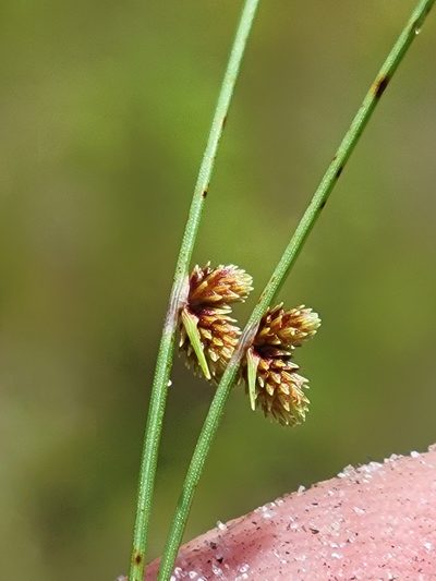 Cyperus subsquarrosus, photographed by Jay Horn