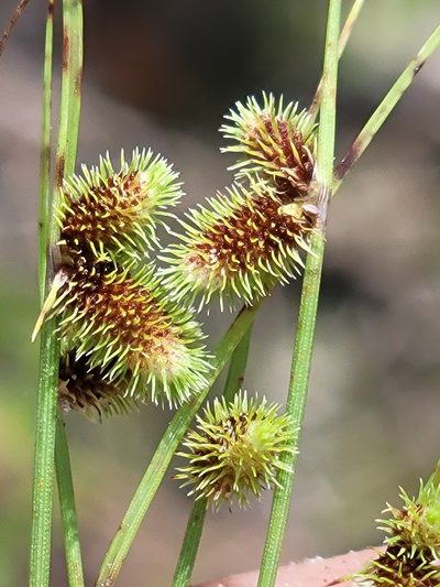 Cyperus neochinensis, photographed by Jay Horn