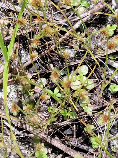 Cyperus neochinensis, photographed by Jay Horn
