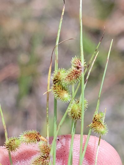 Cyperus neochinensis, photographed by Jay Horn